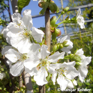 Prunus (Kirsche)'Kordia'