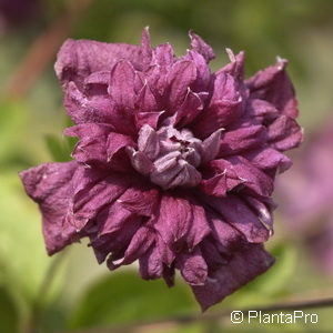 Clematis viticella'Purpurea Plena Elegans'