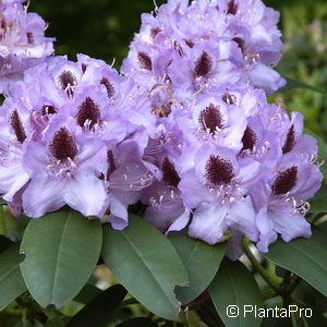 Rhododendron (Catawbiense-Gruppe)'Humboldt'