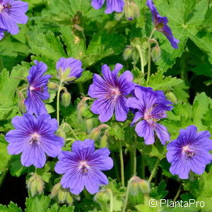 Geranium magnificum (x)'Rosemoor'