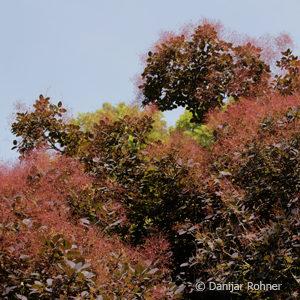 Cotinus coggygria'Royal Purple'