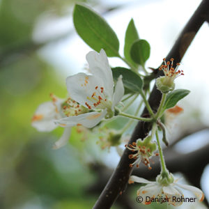 Malus'Evereste'