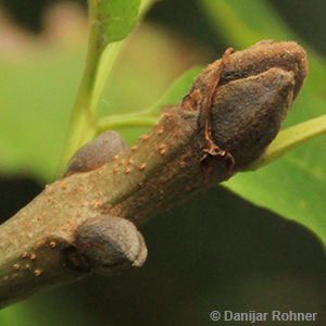 Fraxinus ornus