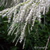 Tamarix ramosissima'Rubra'