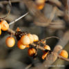 Hippophae rhamnoides