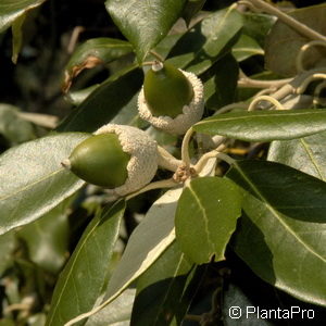 Quercus ilex