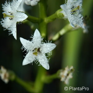 Menyanthes trifoliata