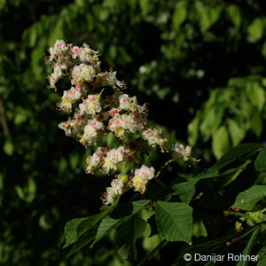 Aesculus hippocastanum