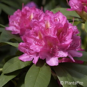 Rhododendron (Catawbiense-Gruppe)'Catharina van Tol'