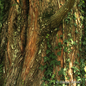 Metasequoia glyptostroboides