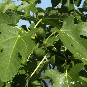 Ficus carica'Giovanni'