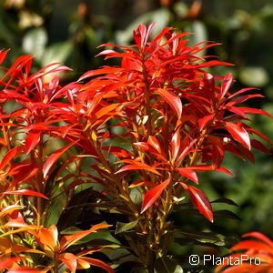 Pieris japonica'Forest Flame'