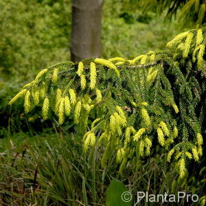 Picea orientalis'Aureospicata'