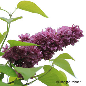 Syringa vulgaris'Charles Joly'