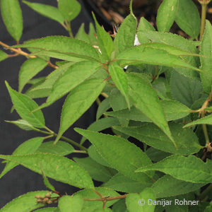 Deutzia purpurascens'Kalmiiflora'