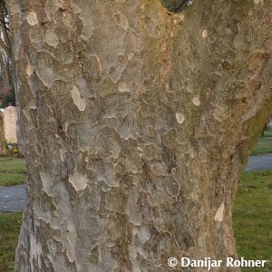 Parrotia persica