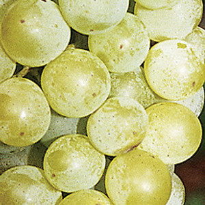 Vitis (Hybridrebe)'Seyval B' (SV 5-276)