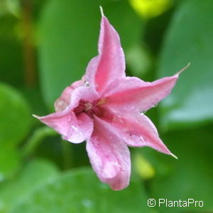 Clematis texensis'Duchess of Albany'