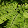 Adiantum pedatum