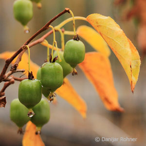 Actinidia arguta'Issai' Selbstbefruchter