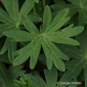 Geranium sanguineum'Max Frei'