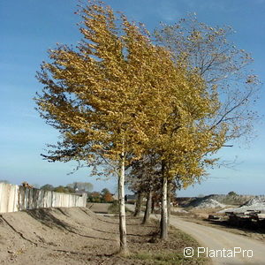 Populus tremula