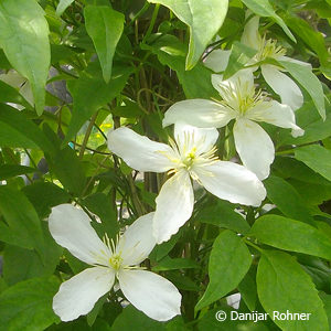 Clematis montana'Grandiflora'