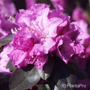 Rhododendron'P.J. Mezitt'