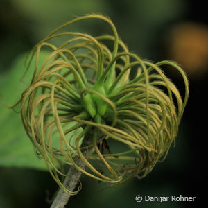 Clematis'Dr. Ruppel'