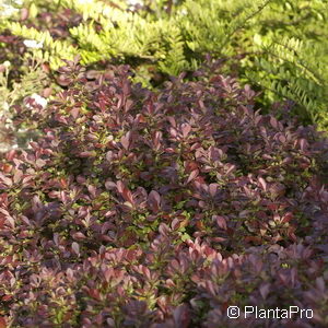 Berberis thunbergii'Bagatelle'