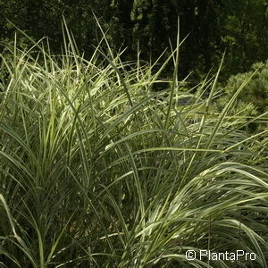 Miscanthus sinensis'Variegatus'