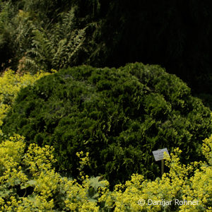 Thuja occidentalis'Danica'