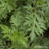 Artemisia vulgaris