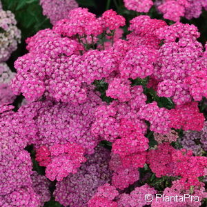 Achillea millefolium'Cerise Queen'