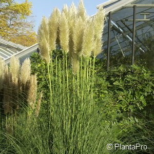 Cortaderia selloana'Pumila'