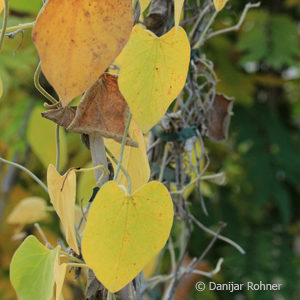 Aristolochia durior