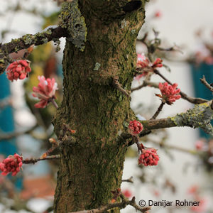 Viburnum bodnantense (x)'Dawn'