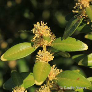 Buxus sempervirens