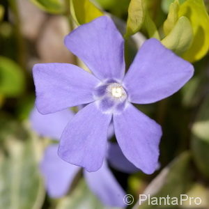 Vinca minor'Variegata'