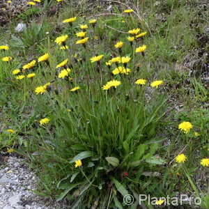 Hieracium pilosella