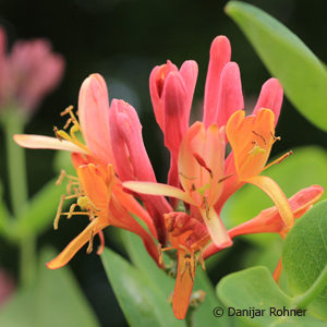 Lonicera heckrottii (x)'Goldflame'