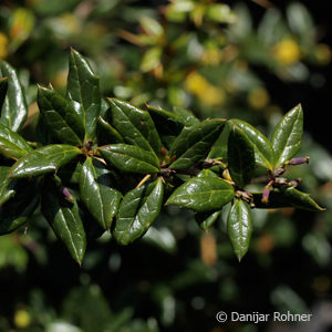 Berberis frikartii (x)'Amstelveen'