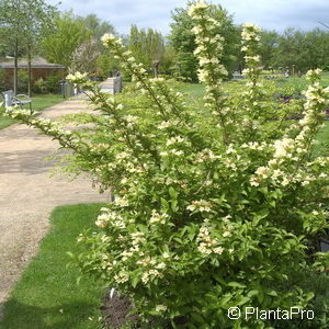 Weigela middendorffiana