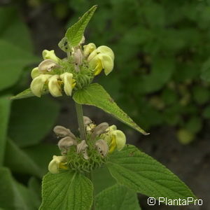 Phlomis samia (echt)