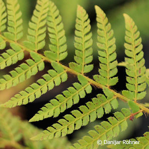 Polystichum setiferum'Proliferum'