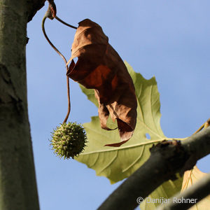 Platanus acerifolia