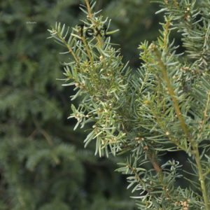 Taxus media (x)'Hicksii'