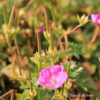 Geranium sanguineum'Max Frei'