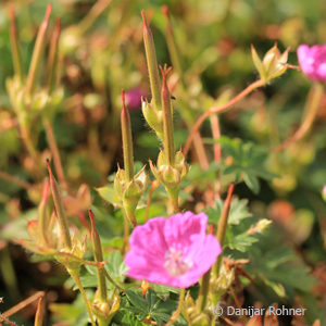 Geranium sanguineum'Max Frei'