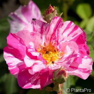 Wildrose Rosa gallica'Officinalis'